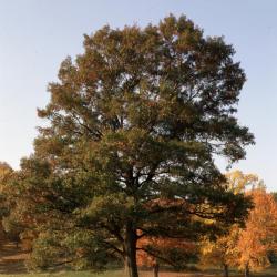 Kentucky Coffee trees, Storm King Art Center