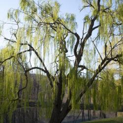 Oak, Ottaway Memorial, Storm King Art Center, 2001