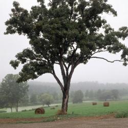 Farming, Storm King Art Center, 2001