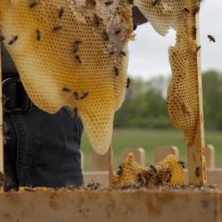 Peter Coffin, <i>Untitled (Bees Making Honey)</i>, 2012 (installation view, 2012)