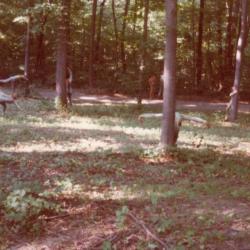 Correspondence from Dorothy Mayhall to Ralph E. Ogden regarding the acquisition of Lynda Benglis' <em>Nu</em>, June 16, 1974