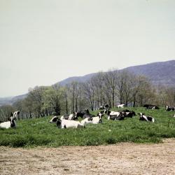 Air View Over Mountainville