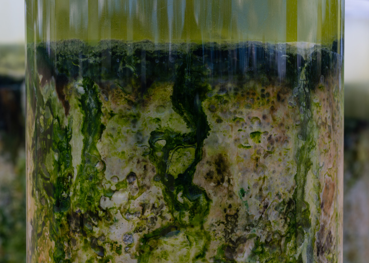 Anicka Yi, <em>Message from the Mud</em>, 2026 (installation view) 