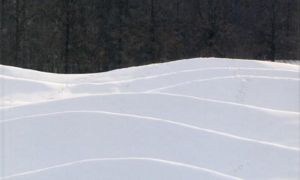 Maya Lin: Bodies of Water